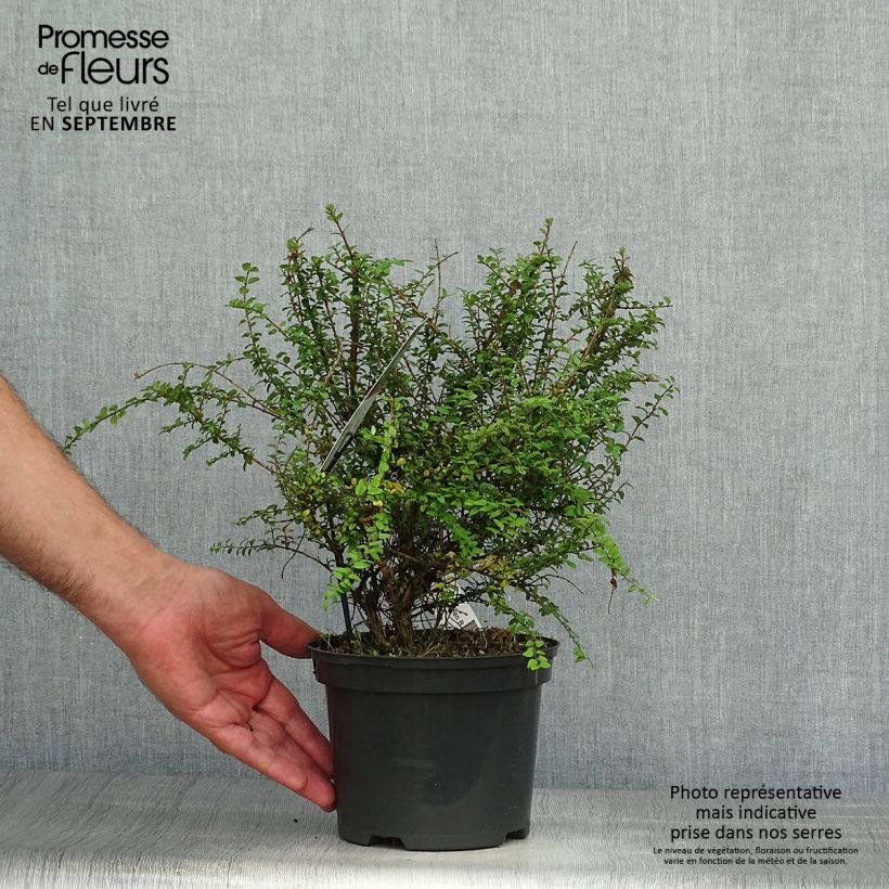 Exemplaar van Lonicera nitida Garden Clouds Green Breeze - Chinese kamperfoelie Pot van 4 l/5 l zoals geleverd in de herfst