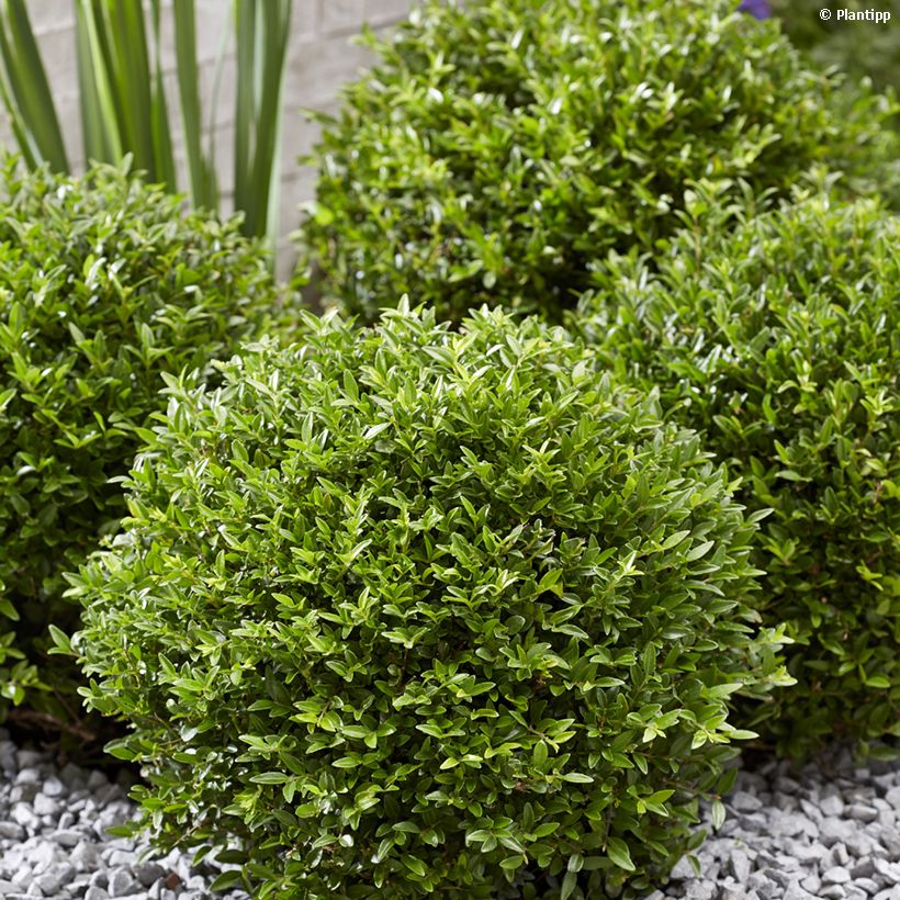 Lonicera nitida Garden Clouds Green Breeze - Chinese kamperfoelie (Groeiplaats)