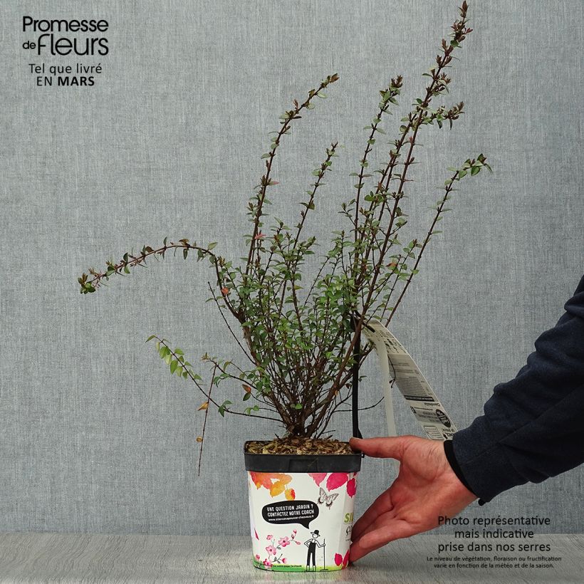 Exemplaar van Lonicera nitida Purple Storm - Chinese kamperfoelie Pot van 2 l/3 l zoals geleverd in de lente