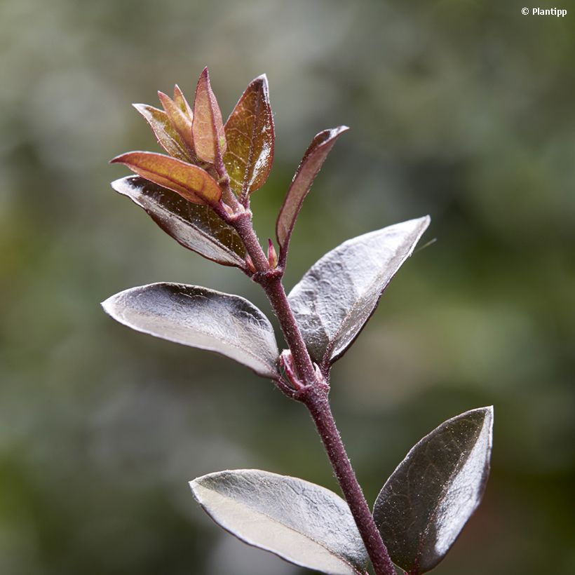 Lonicera nitida Purple Storm - Chinese kamperfoelie (Blad)