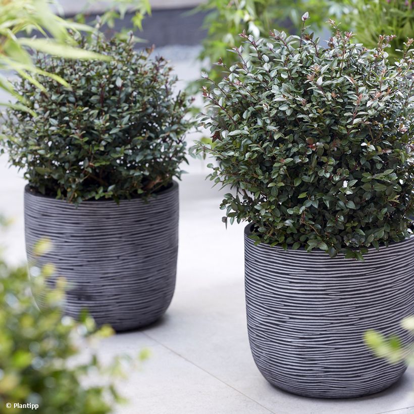 Lonicera nitida Purple Storm - Chinese kamperfoelie (Groeiplaats)
