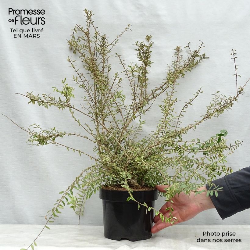 Example of Lonicera nitida Lemon Beauty - Chinese kamperfoelie Pot van 2 l/3 l as you get in printemps