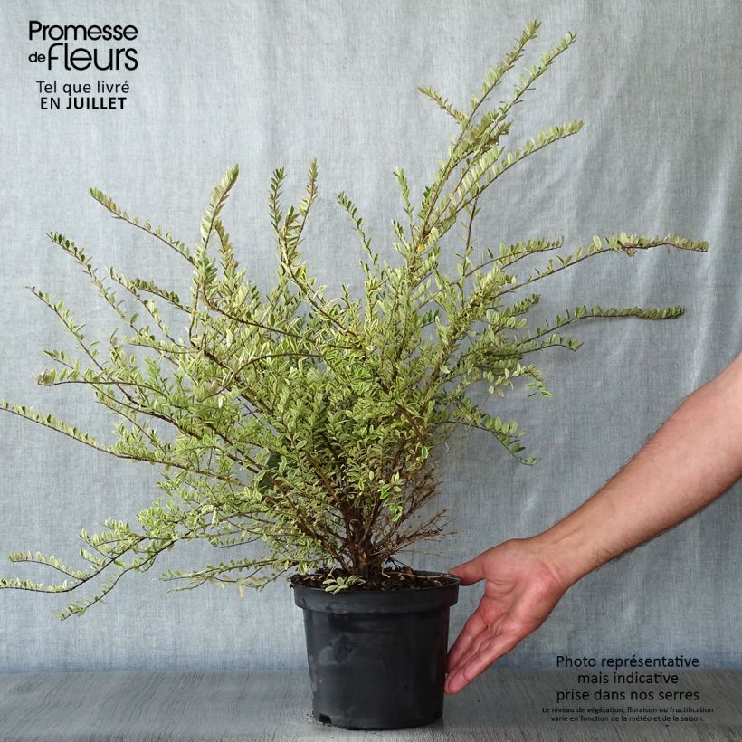 Exemplaar van Lonicera nitida Lemon Beauty - Chinese kamperfoelie Pot van 2 l/3 l zoals geleverd in de zomer