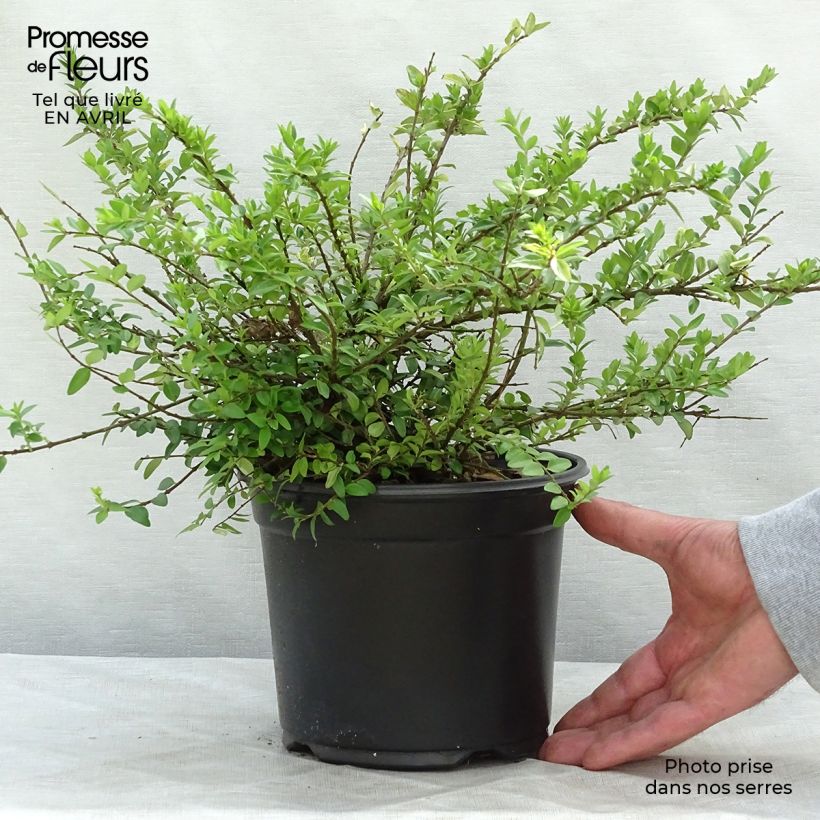 Example of Lonicera nitida Maigrün - Chinese kamperfoelie Pot van 1 l/1,5 l as you get in printemps