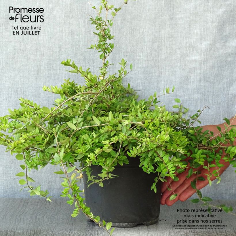 Exemplaar van Lonicera nitida Maigrün - Chinese kamperfoelie Pot van 1 l/1,5 l zoals geleverd in de zomer