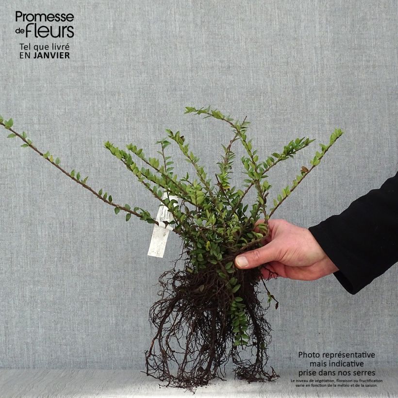 Example of Lonicera nitida Maigrün - Chinese kamperfoelie Naakte wortel as you get in hiver