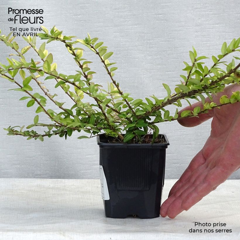 Example of Lonicera nitida Maigrün - Chinese kamperfoelie Kweekpotje van 8/9 cm as you get in printemps