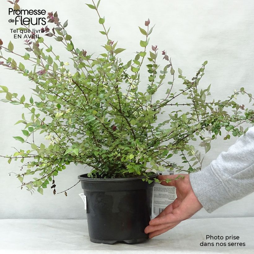 Example of Lonicera nitida Red Tips - Chinese kamperfoelie Pot van 2 l/3 l as you get in printemps