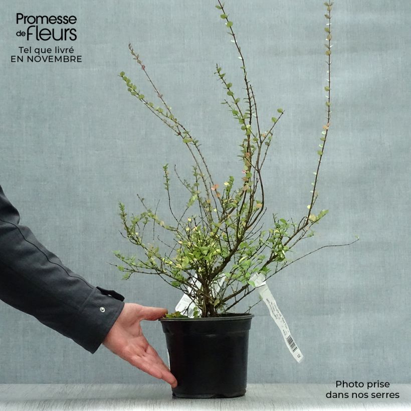 Exemplaar van Lonicera nitida Red Tips - Chinese kamperfoelie Pot van 2 l/3 l zoals geleverd in de herfst