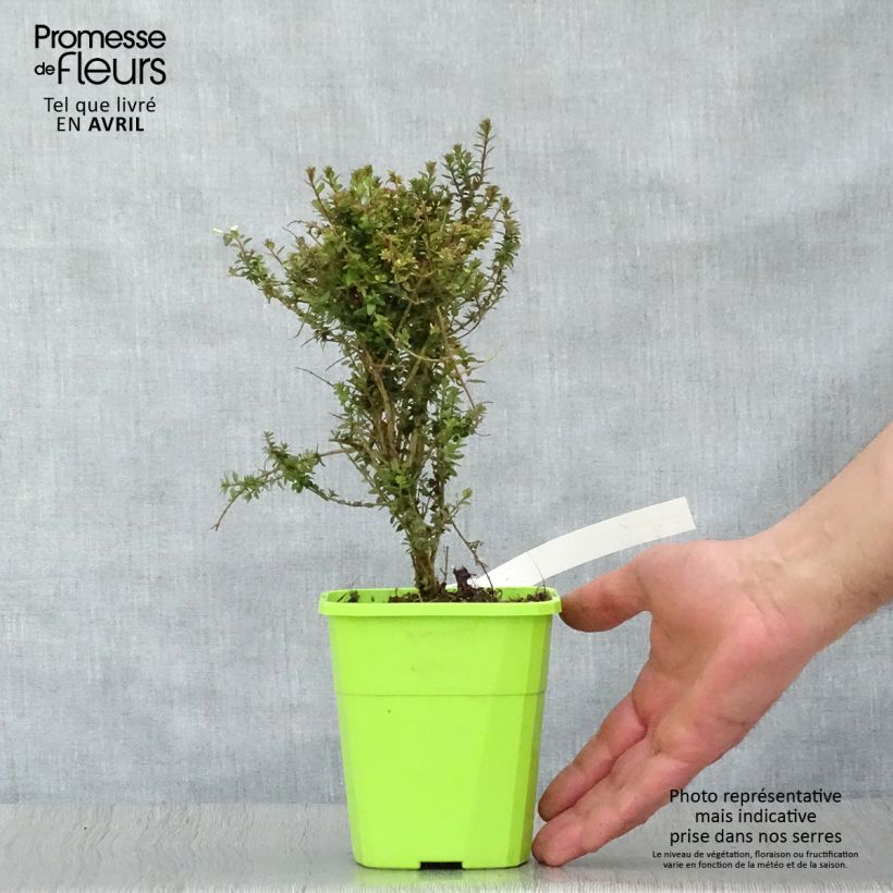 Exemplaar van Lonicera nitida Scoop - Chinese kamperfoelie Pot van 1 l/1,5 l zoals geleverd in de lente