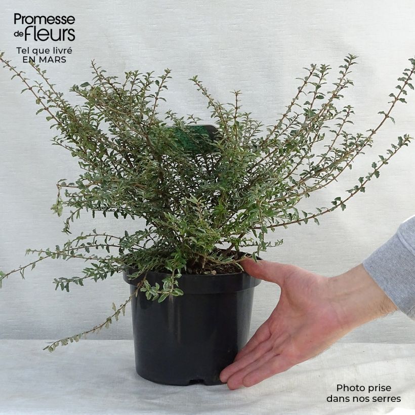 Exemplaar van Lonicera nitida Silver Beauty - Chinese kamperfoelie Pot van 2 l/3 l zoals geleverd in de lente