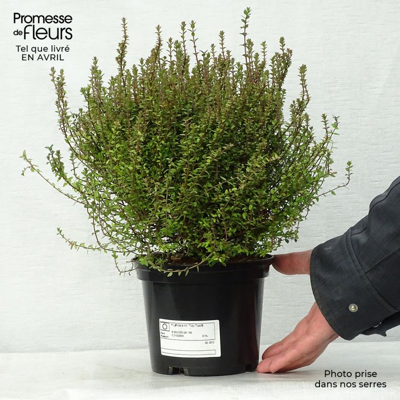 Example of Lonicera nitida Tidy Tips - Chinese kamperfoelie Pot van 2 l/3 l as you get in printemps