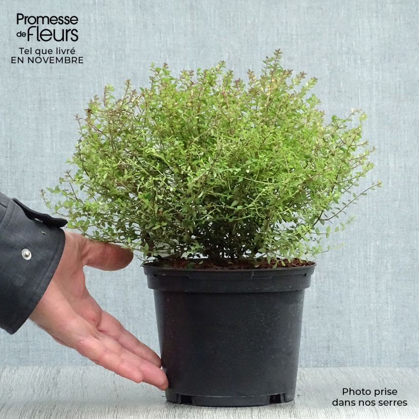 Exemplaar van Lonicera nitida Tidy Tips - Chinese kamperfoelie Pot van 2 l/3 l zoals geleverd in de herfst