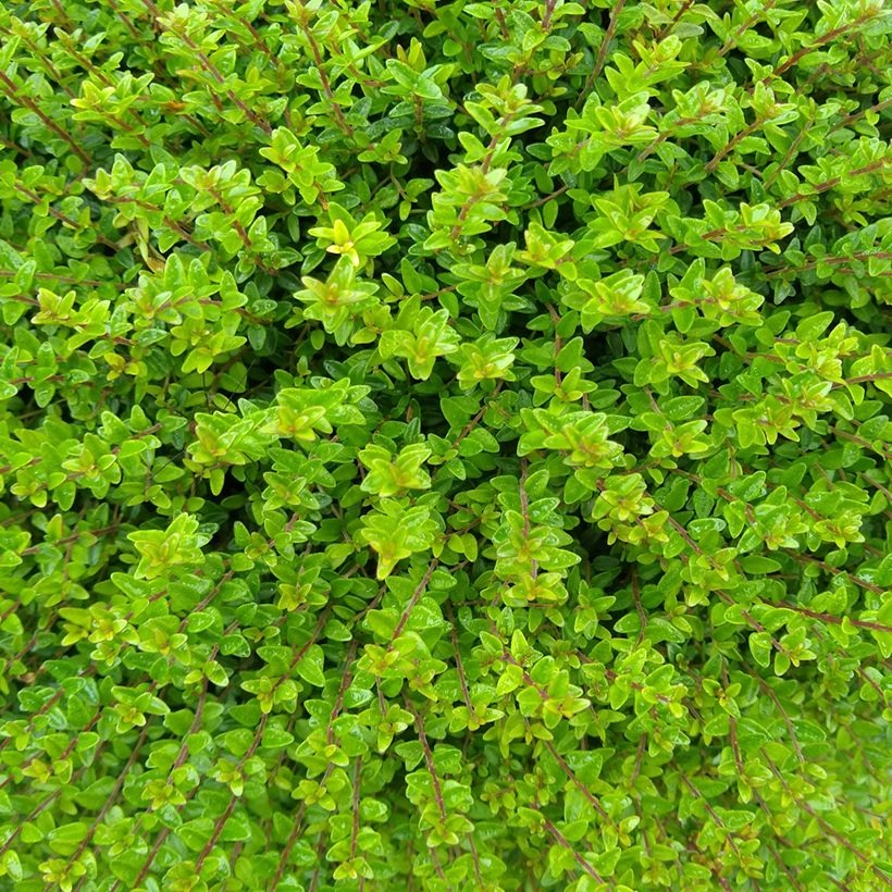 Lonicera nitida Tidy Tips - Chinese kamperfoelie (Blad)