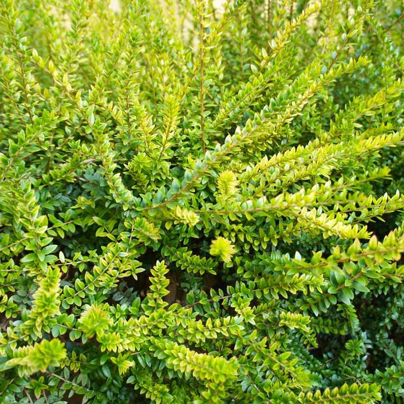Lonicera nitida Twiggy - Chinese kamperfoelie (Blad)