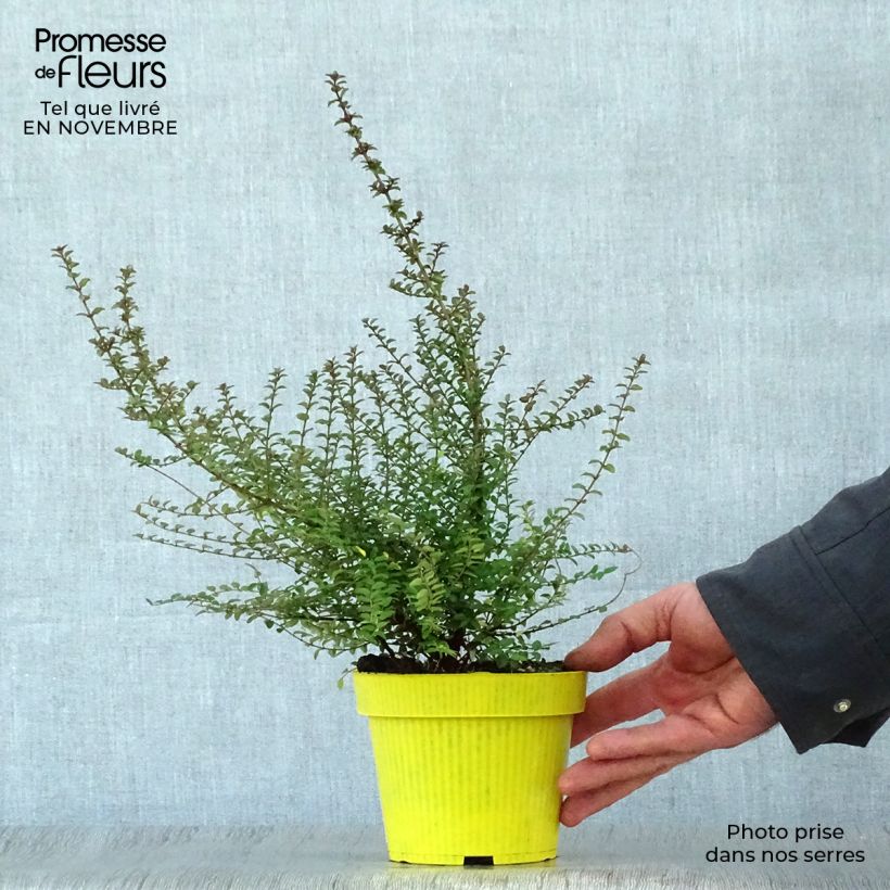 Exemplaar van Lonicera nitida - Chinese kamperfoelie Pot van 1 l/1,5 l zoals geleverd in de herfst