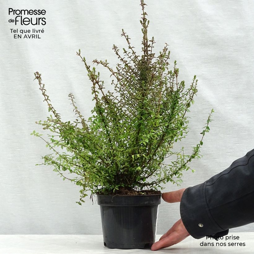 Example of Lonicera nitida - Chinese kamperfoelie Pot van 1 l/1,5 l as you get in printemps