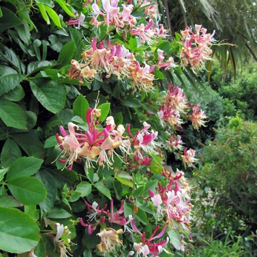 Lonicera periclymenum Belgica Select - Wilde kamperfoelie (Groeiplaats)