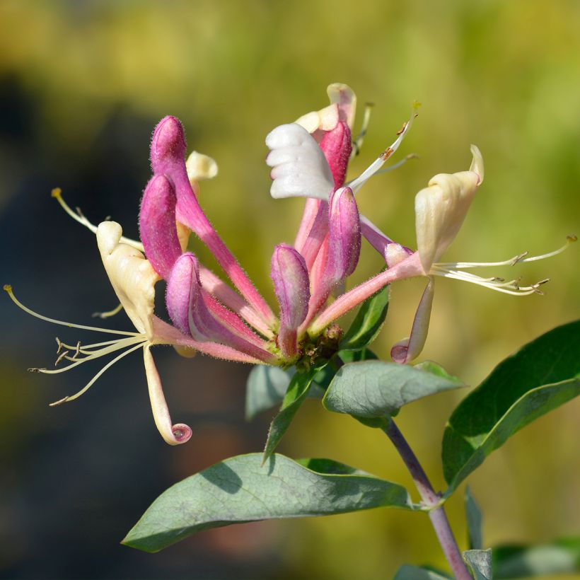 Lonicera periclymenum Belgica - Wilde kamperfoelie (Bloei)