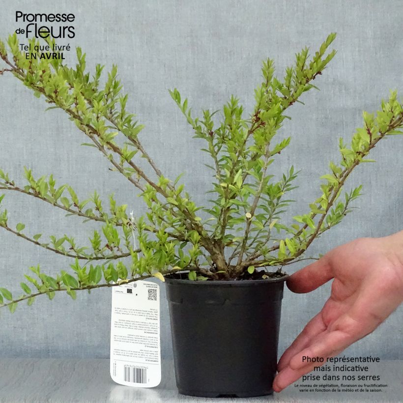 Example of Lonicera pileata - Dooskamperfoelie Pot van 1 l/1,5 l as you get in printemps