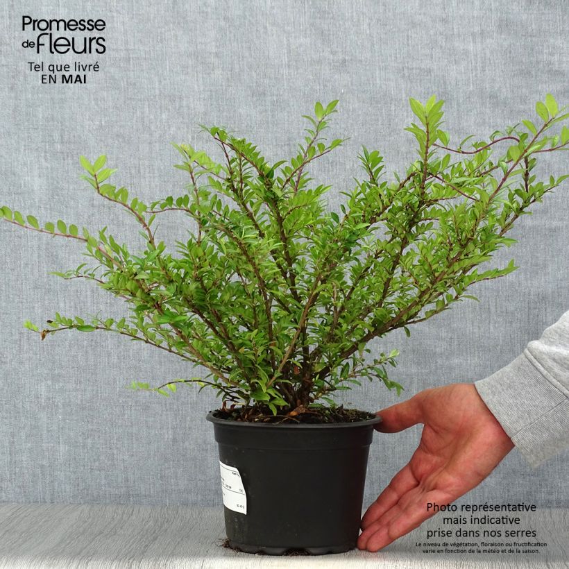 Example of Lonicera pileata - Dooskamperfoelie Pot van 2 l/3 l as you get in printemps