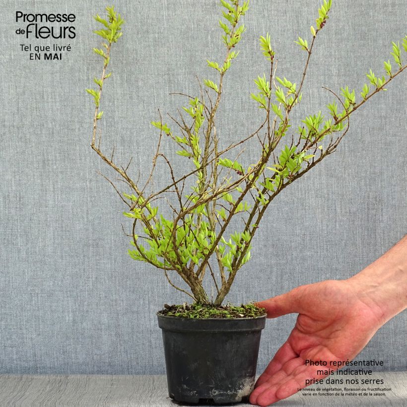 Exemplaar van Lonicera pileata Mossgreen - Dooskamperfoelie Pot van 1 l/1,5 l zoals geleverd in de lente