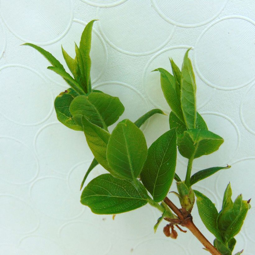 Lonicera purpusii Winter Beauty - Winterkamperfoelie (Blad)