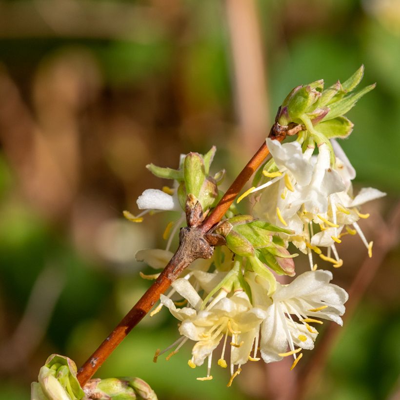 Lonicera purpusii Winter Beauty - Winterkamperfoelie (Bloei)