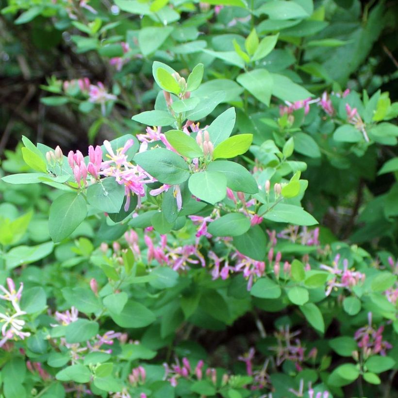 Lonicera tatarica - Tartaarse kamperfoelie (Foliage)