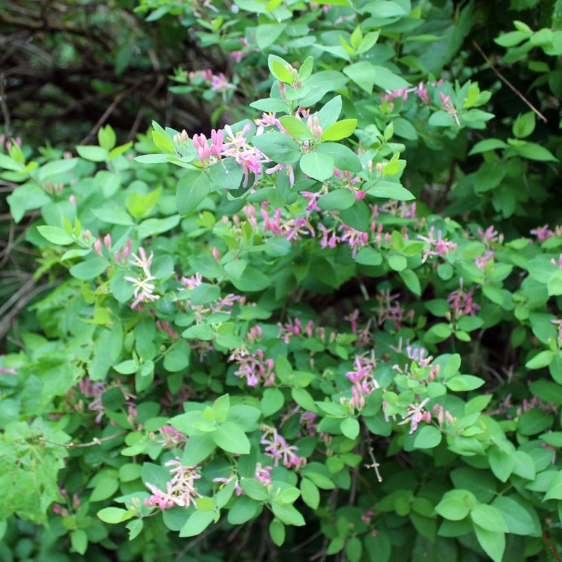 Lonicera tatarica - Tartaarse kamperfoelie (Plant habit)