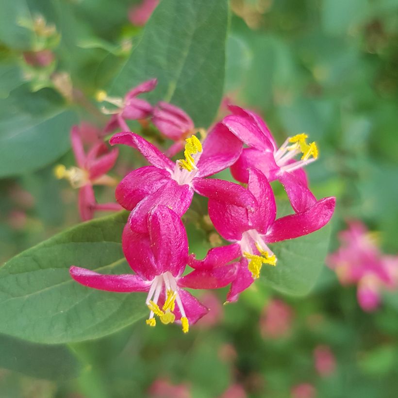 Lonicera tatarica Arnold Red - Tartaarse kamperfoelie (Bloei)