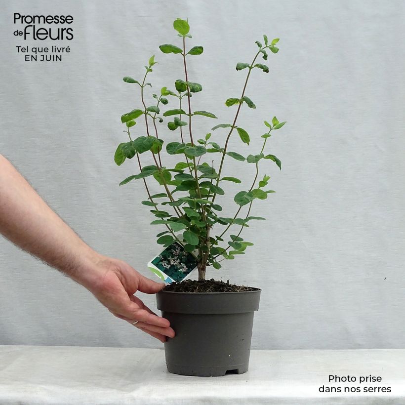 Exemplaar van Lonicera tatarica - Tartaarse kamperfoelie Pot van 2 l/3 l zoals geleverd in de zomer