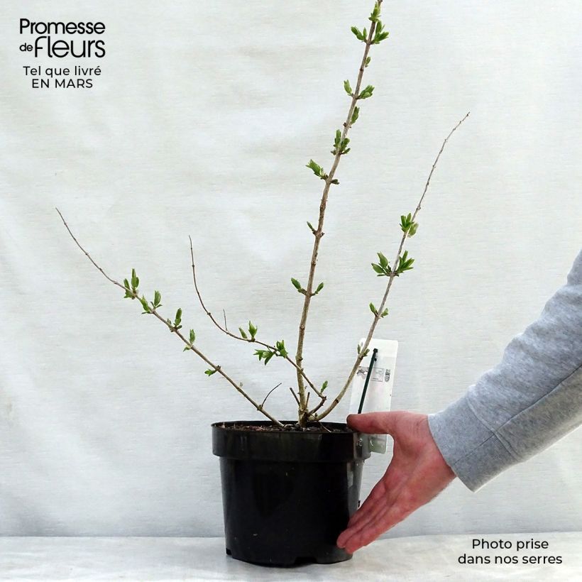 Example of Lonicera tatarica Hack's Red - Tartaarse kamperfoelie Pot van 3 l/4 l as you get in printemps