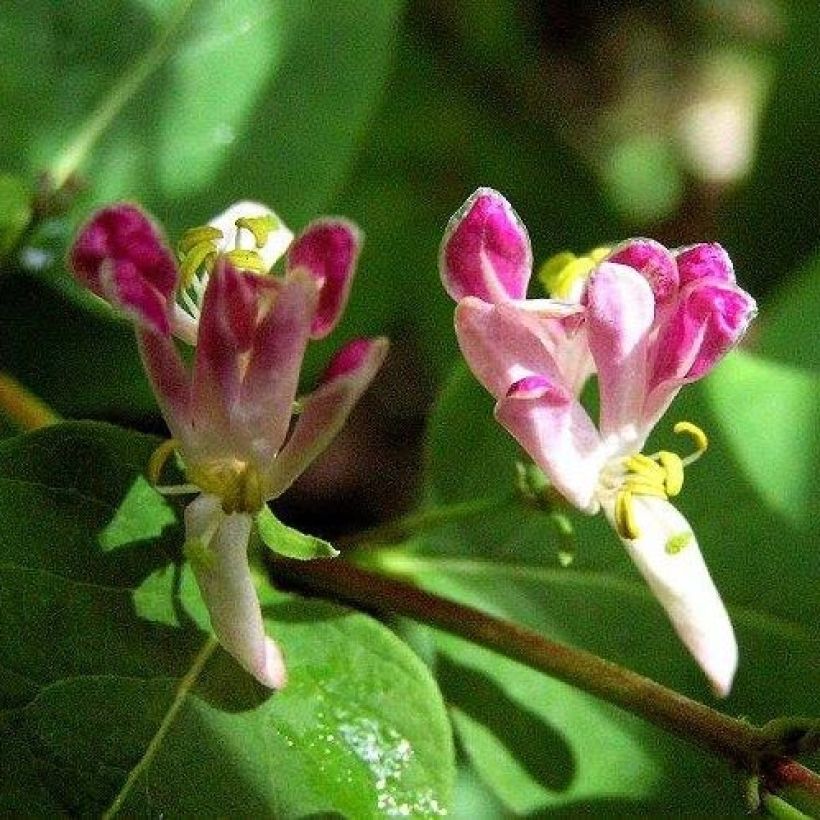 Lonicera tatarica Rosea - Tartaarse kamperfoelie (Bloei)