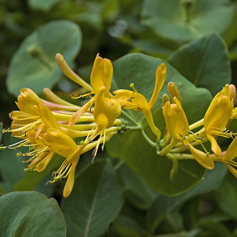 Lonicera tellmaniana - Kamperfoelie (Bloei)