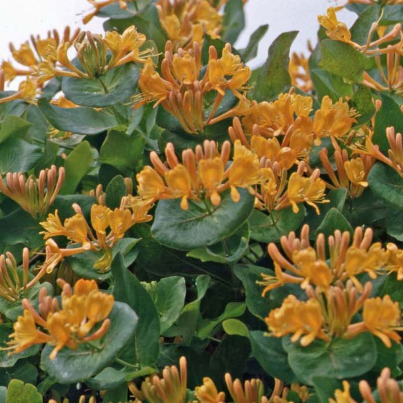 Lonicera tellmaniana - Kamperfoelie (Groeiplaats)