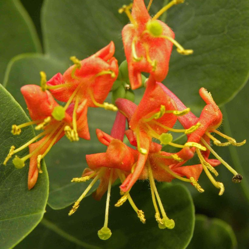 Lonicera heckrottii Firecracker - Kamperfoelie (Bloei)