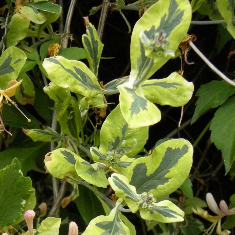 Lonicera italica Harlequin - Bonte kamperfoelie (Blad)