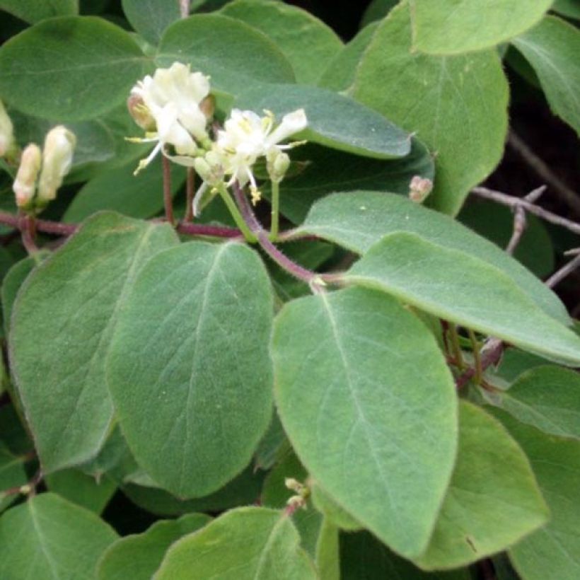 Lonicera xylosteum - Struikkamperfoelie (Blad)
