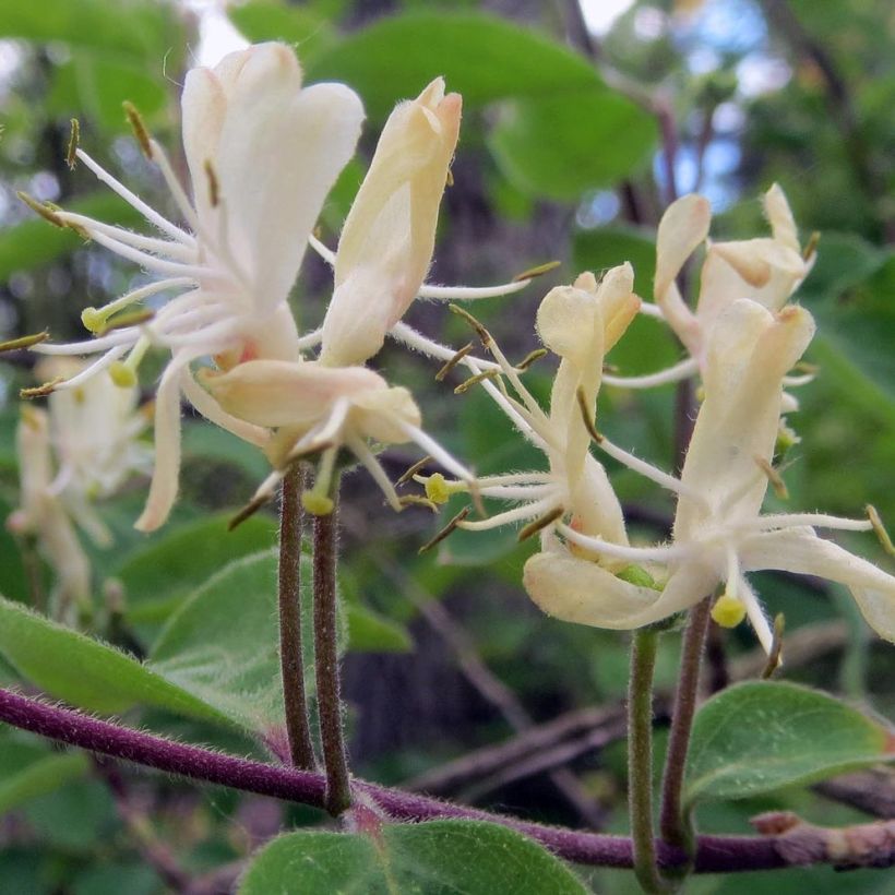 Lonicera xylosteum - Struikkamperfoelie (Bloei)
