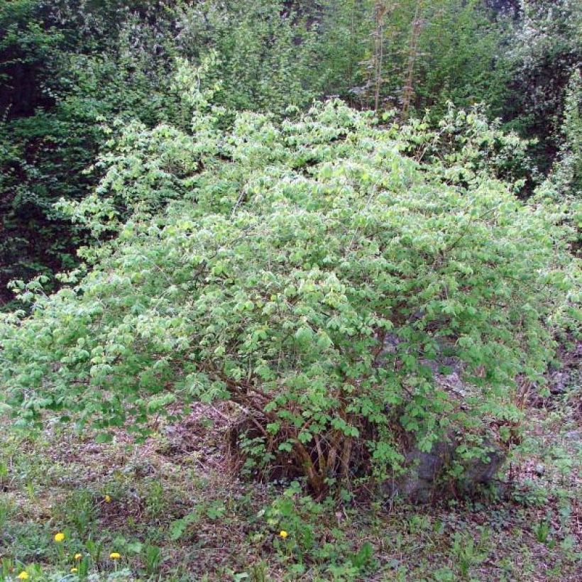 Lonicera xylosteum - Struikkamperfoelie (Groeiplaats)