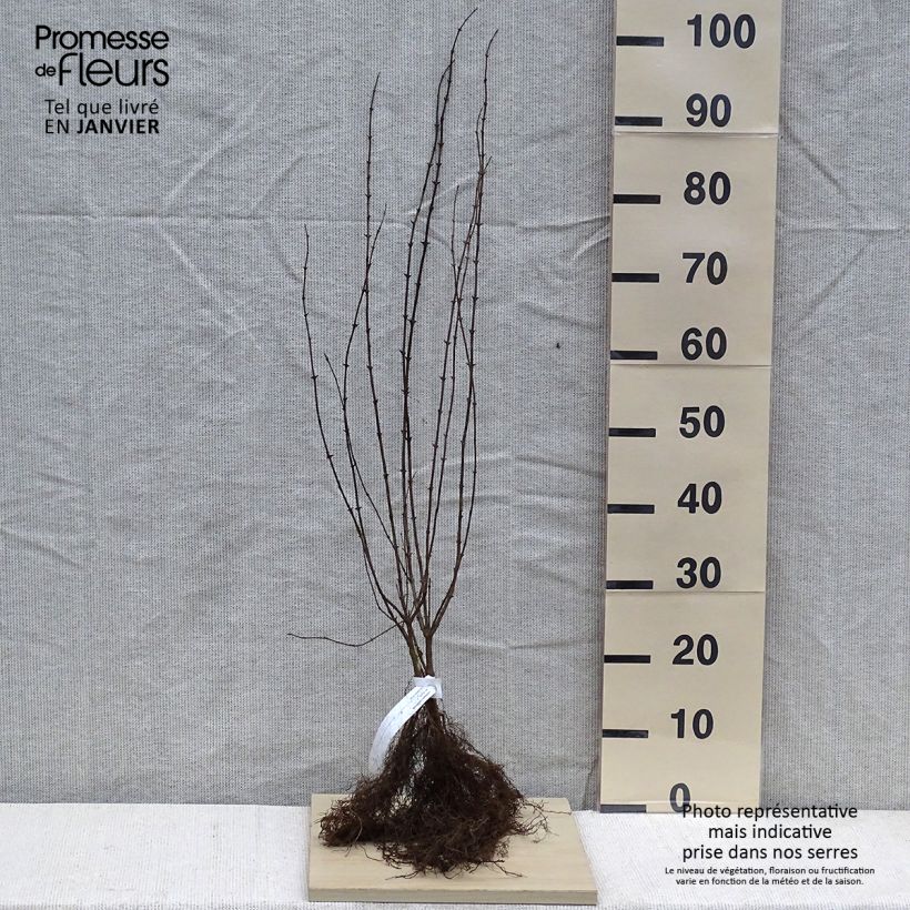 Exemplaar van Lonicera xylosteum - Struikkamperfoelie Naakte wortel zoals geleverd in de winter