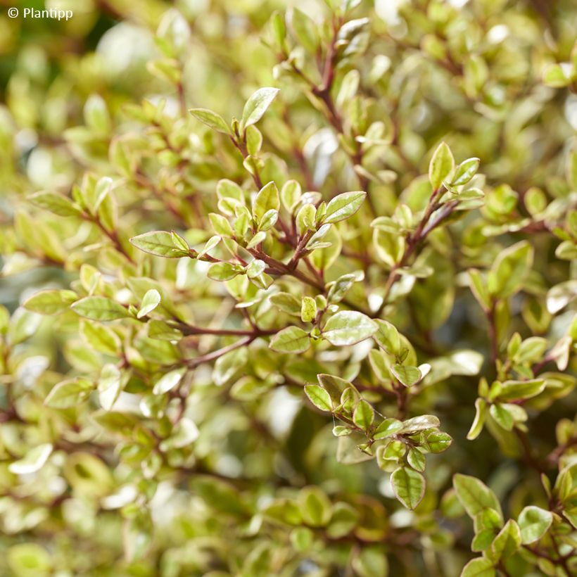 Lophomyrtus Golden Dragon - Nieuw-Zeelandse mirte (Blad)