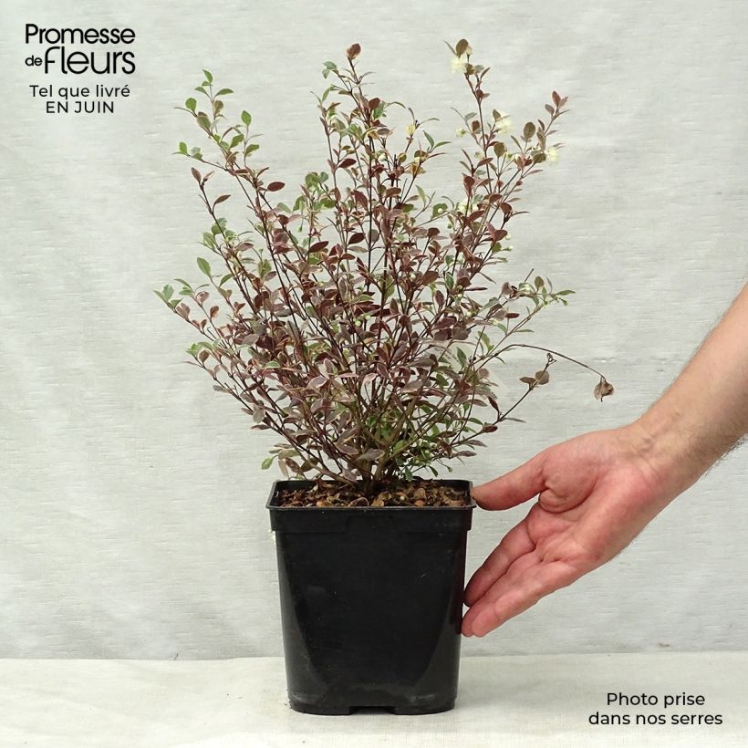 Exemplaar van Lophomyrtus Magic Dragon - Nieuw-Zeelandse mirte Pot van 2 l/3 l zoals geleverd in de zomer