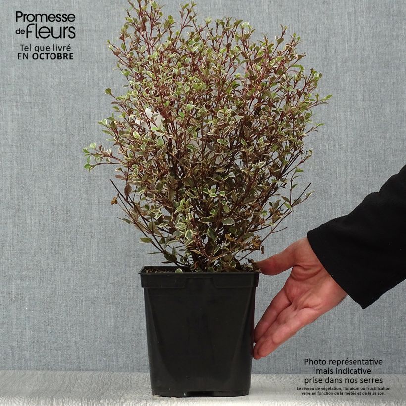 Exemplaar van Lophomyrtus Magic Dragon - Nieuw-Zeelandse mirte Pot van 2 l/3 l zoals geleverd in de herfst