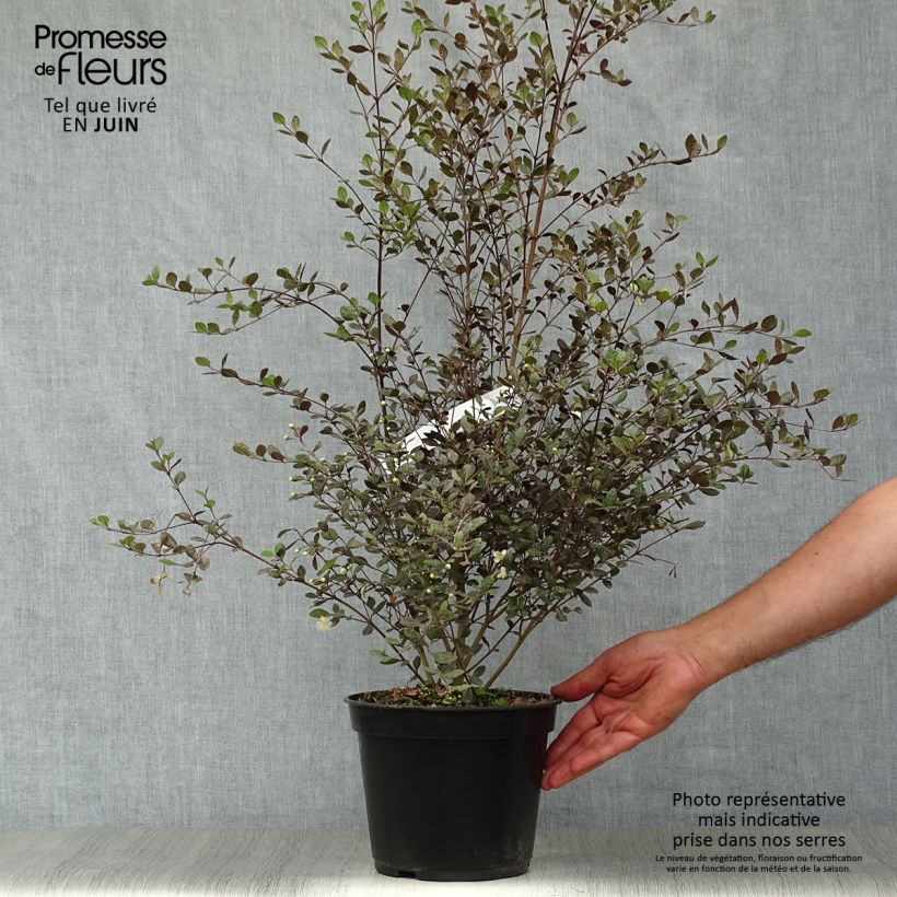 Exemplaar van Lophomyrtus Red Dragon - Nieuw-Zeelandse mirte Pot van 4 l/5 l zoals geleverd in de zomer