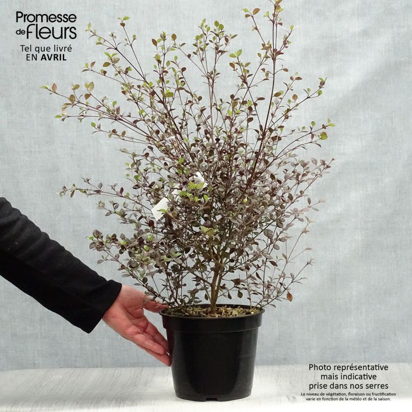 Exemplaar van Lophomyrtus Red Dragon - Nieuw-Zeelandse mirte Pot van 4 l/5 l zoals geleverd in de lente