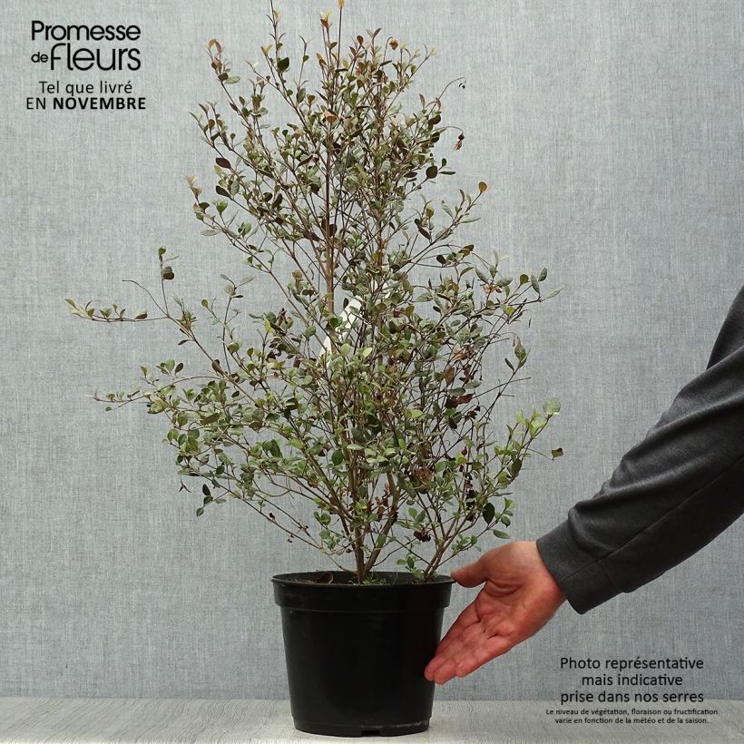 Exemplaar van Lophomyrtus Red Dragon - Nieuw-Zeelandse mirte Pot van 4 l/5 l zoals geleverd in de herfst
