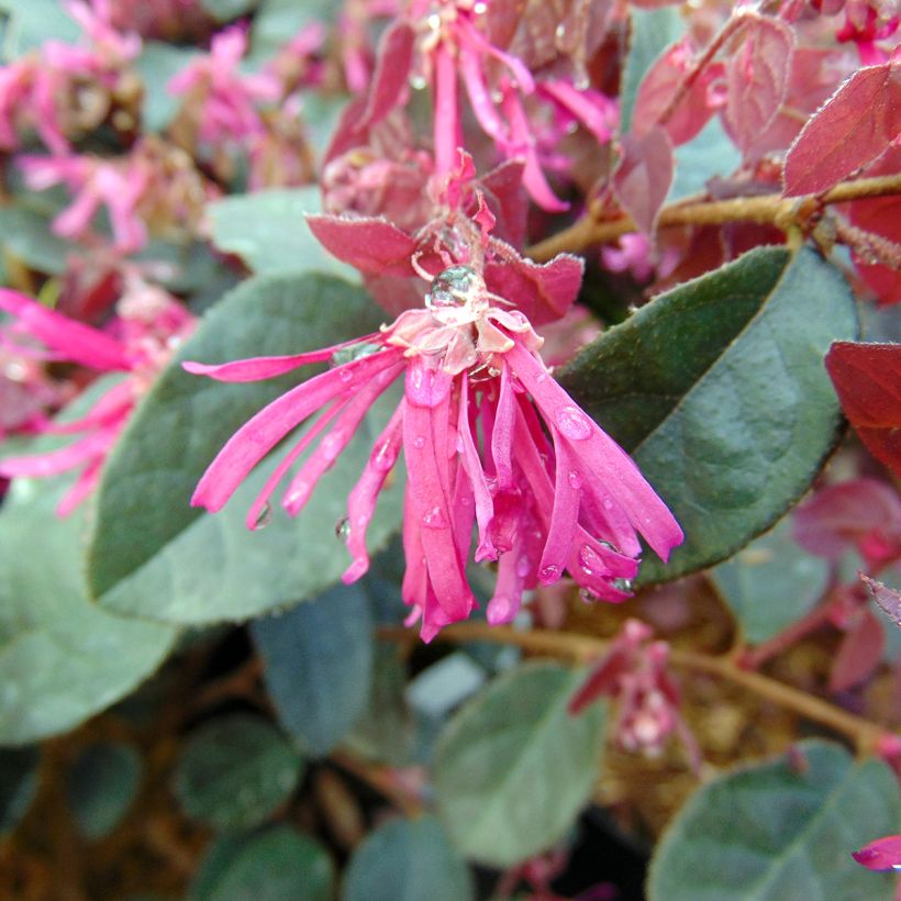 Loropetalum chinense Fire Dance - Chinese franjeboom (Bloei)