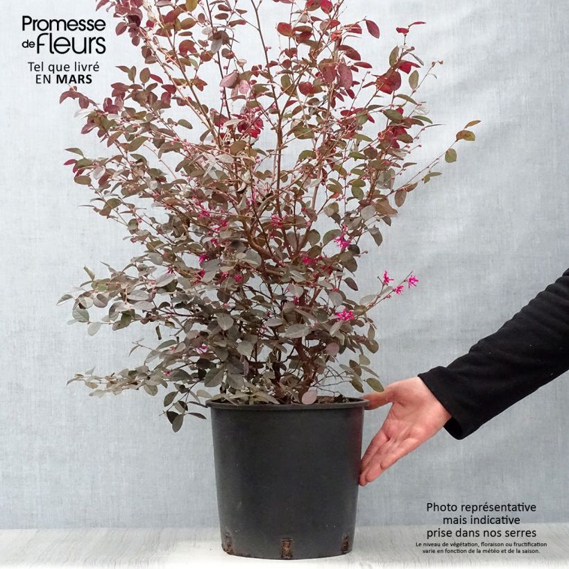 Exemplaar van Loropetalum chinense Fire Dance - Chinese franjeboom Pot van 7,5 l/10 l zoals geleverd in de lente